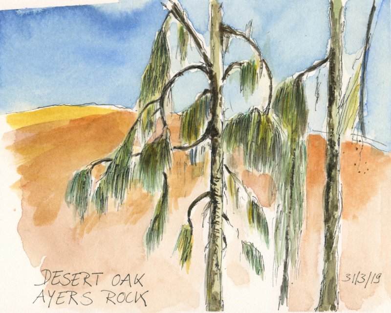 Desert Oak - Wüsten Eichen gibt es nur mitten in Australien