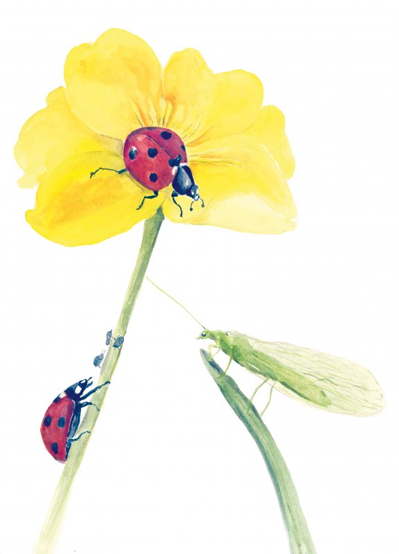 Gelbe Blume mit Käfer und Florfliege