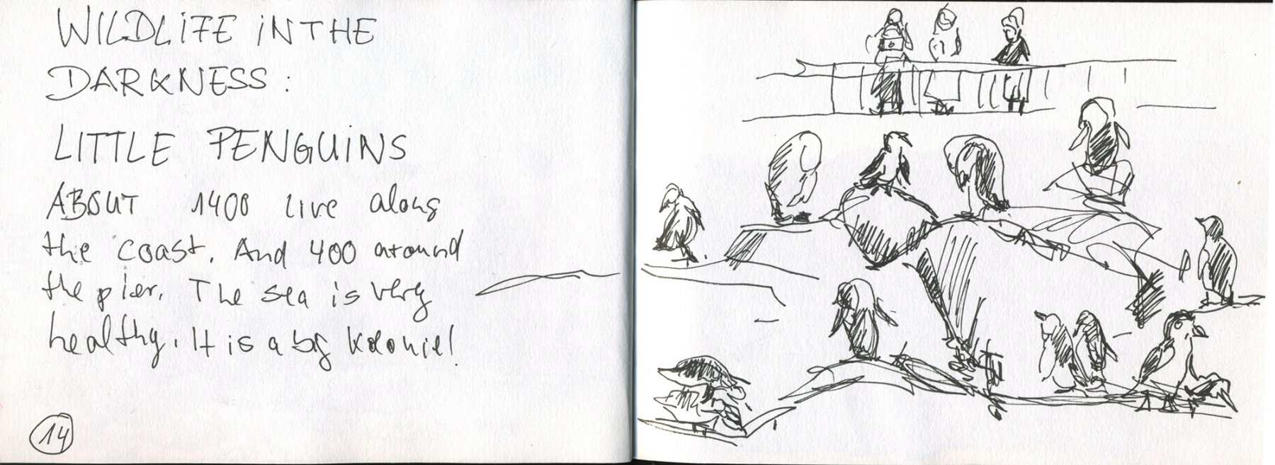 11 Melbourne - St. Kilda - Pinguine kommen nachts an Land