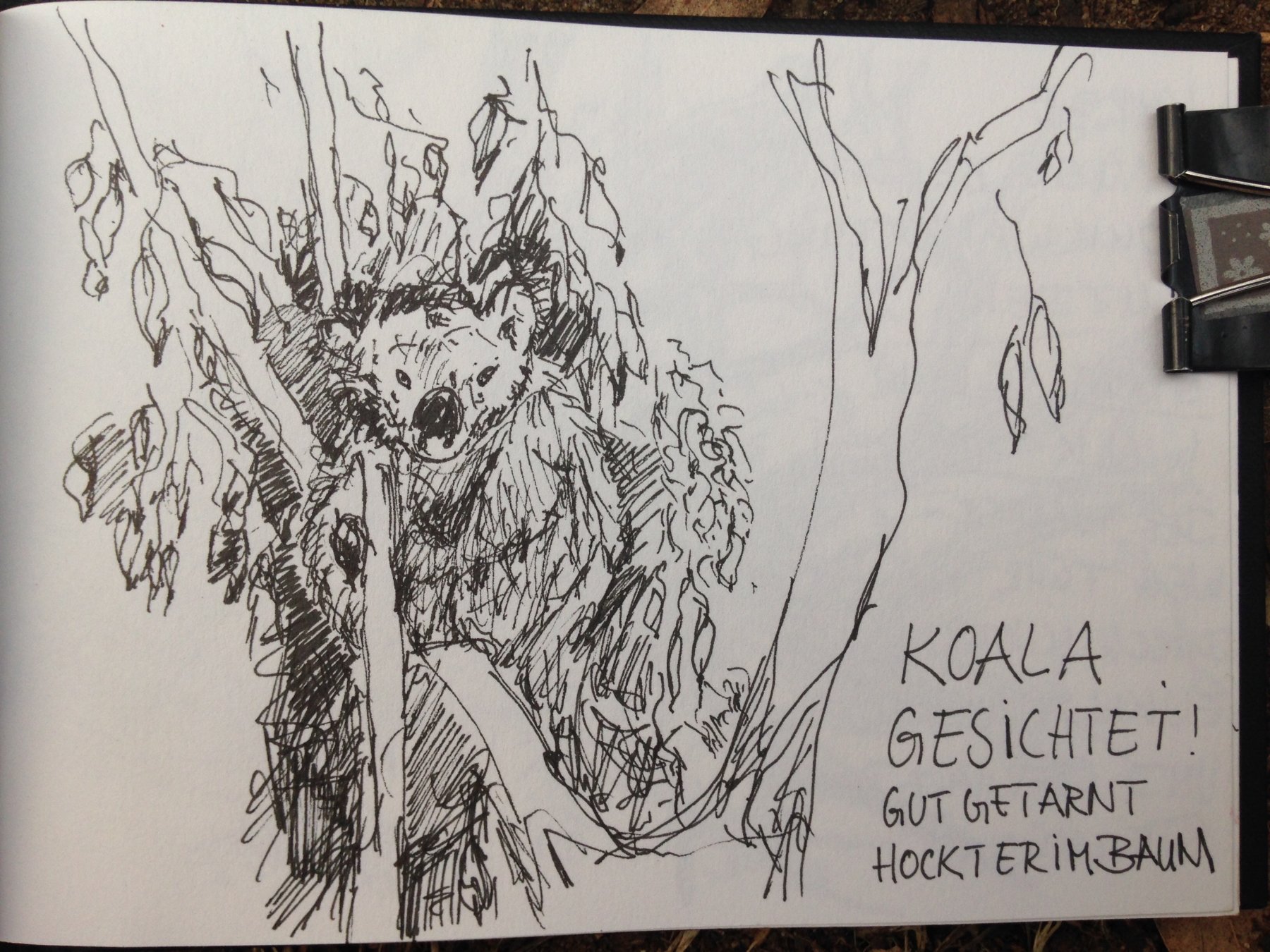 Schneller Scribble vom versteckten Koala