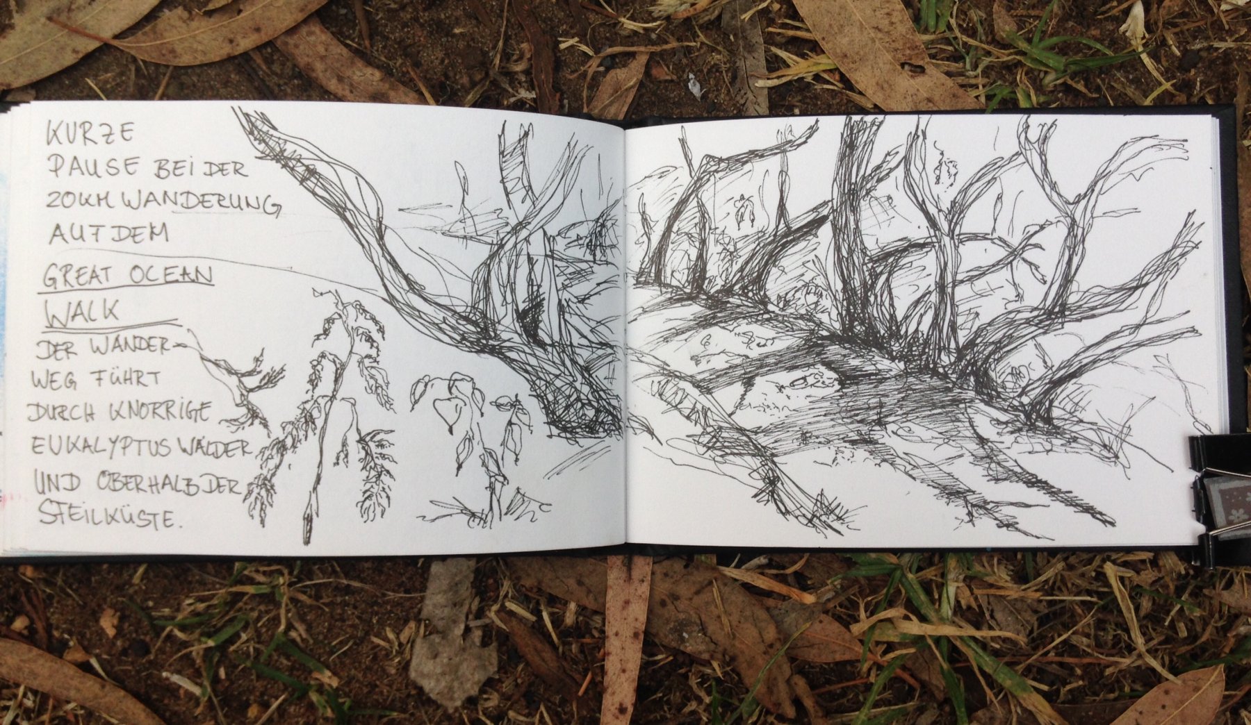 Im Schatten unter knorrigen Eukalyptus Bäumen 