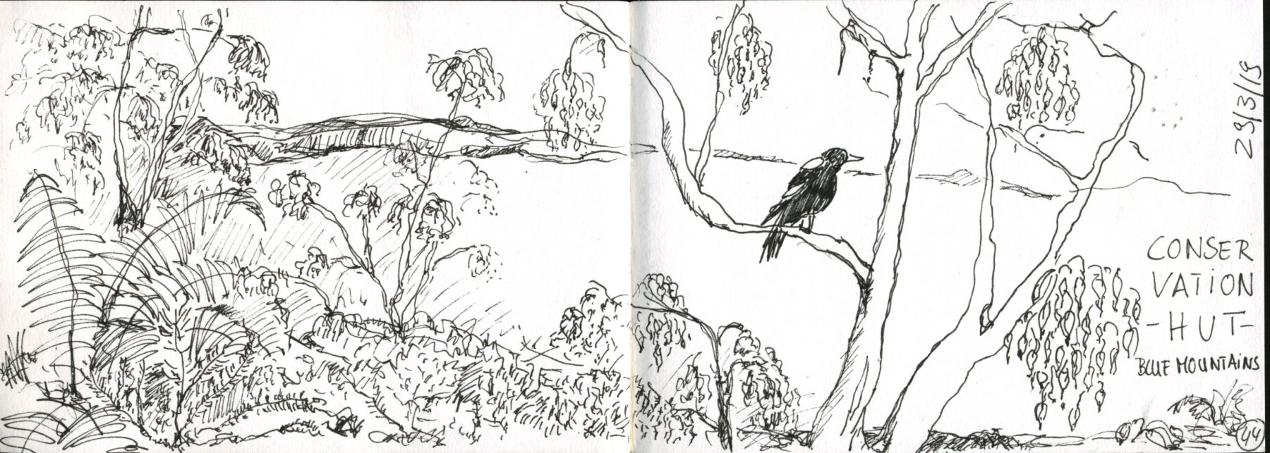 Regenwald in den Blue Mountain 1