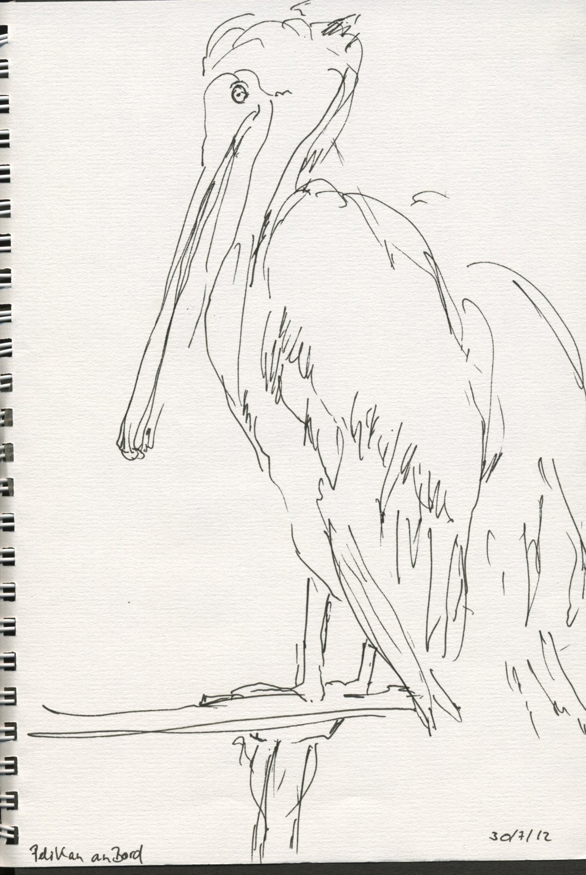 03 Ecuador, Pelikan an Bord, 2012