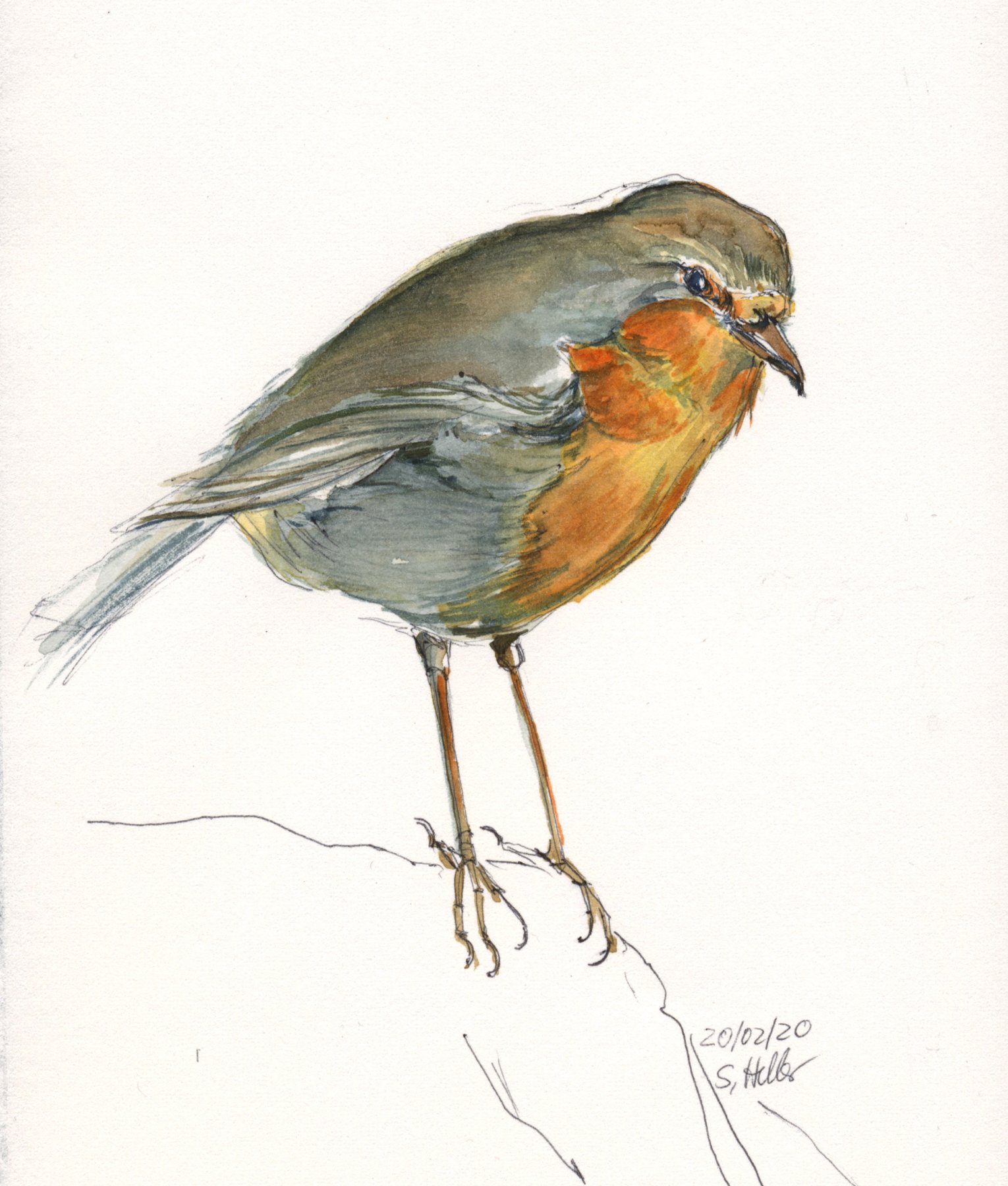 @Rotkehlchen, 12x17 cm, Arches Papier