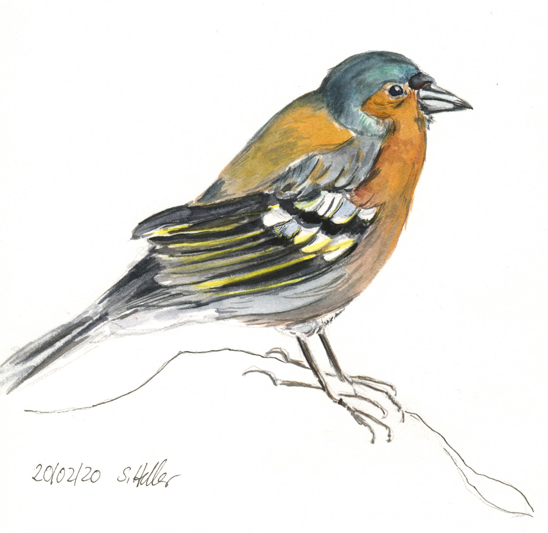 ©Buchfink, 12x17 cm, Arches Papier