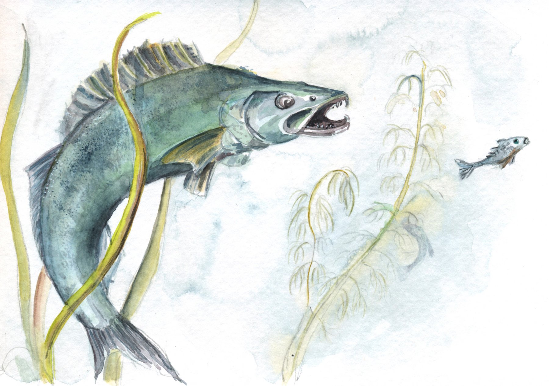 Zander1 Strathmore 22x15 cm  Skizzenbuch