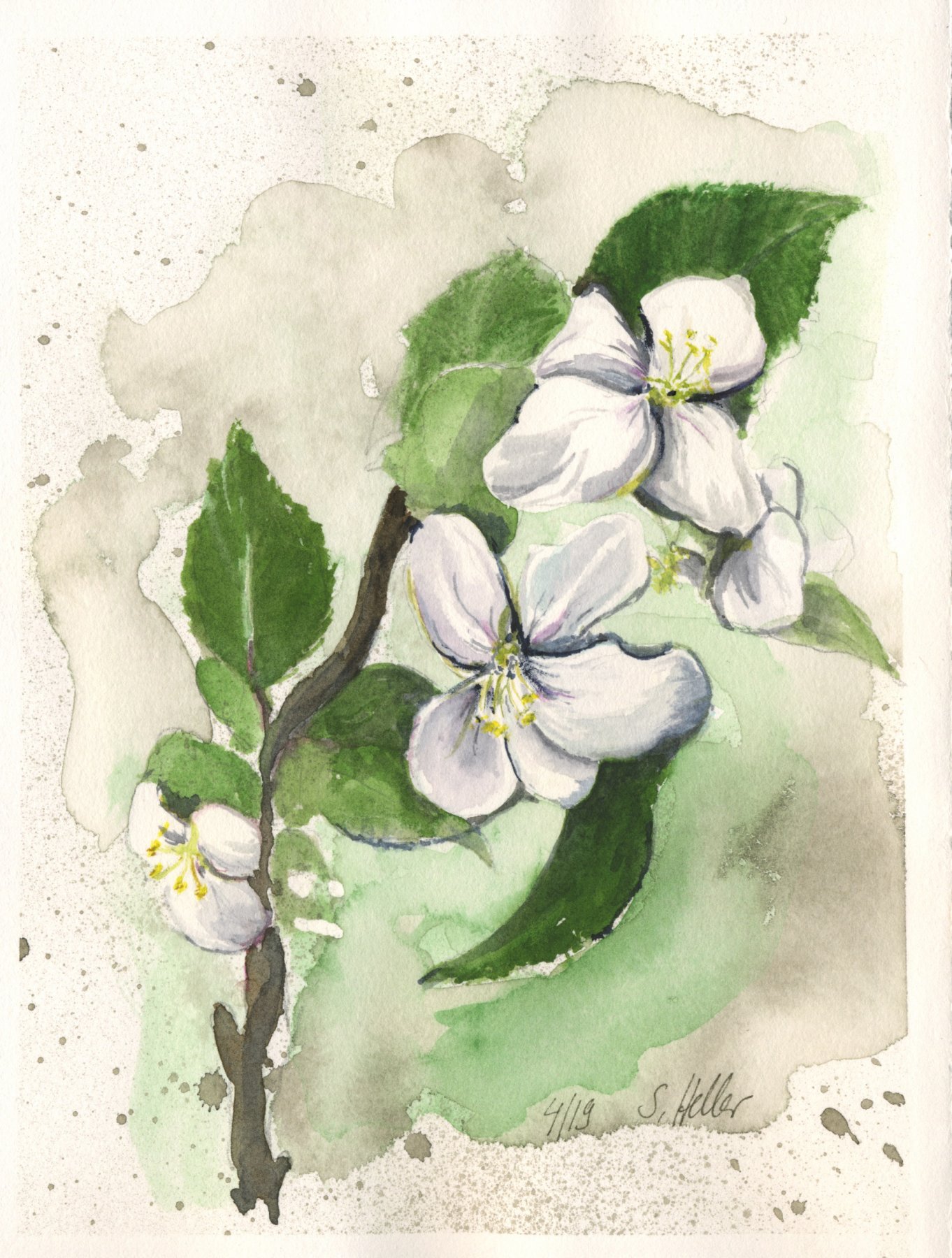 Apfelblüte 4:2019 1