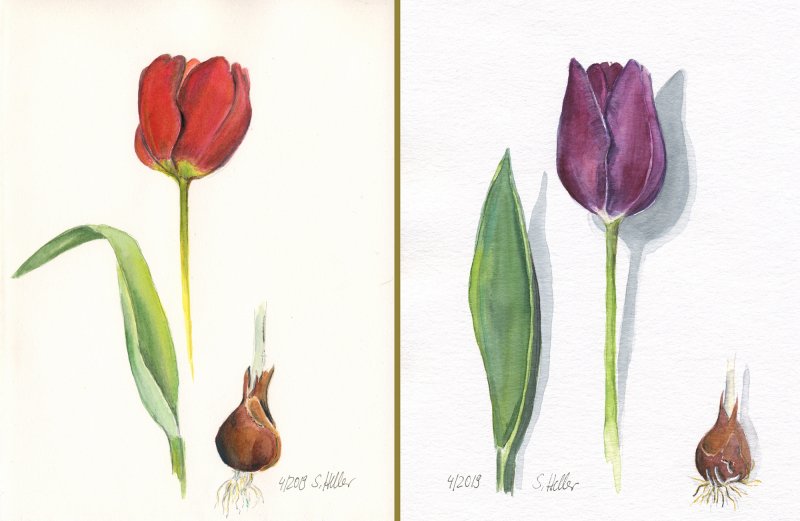 Tulpen mit Zwiebel, unterschiedlichem Papier 4-2019