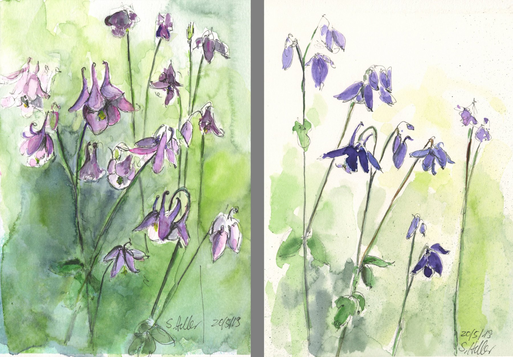 Unterschiedliche Akelei im Garten