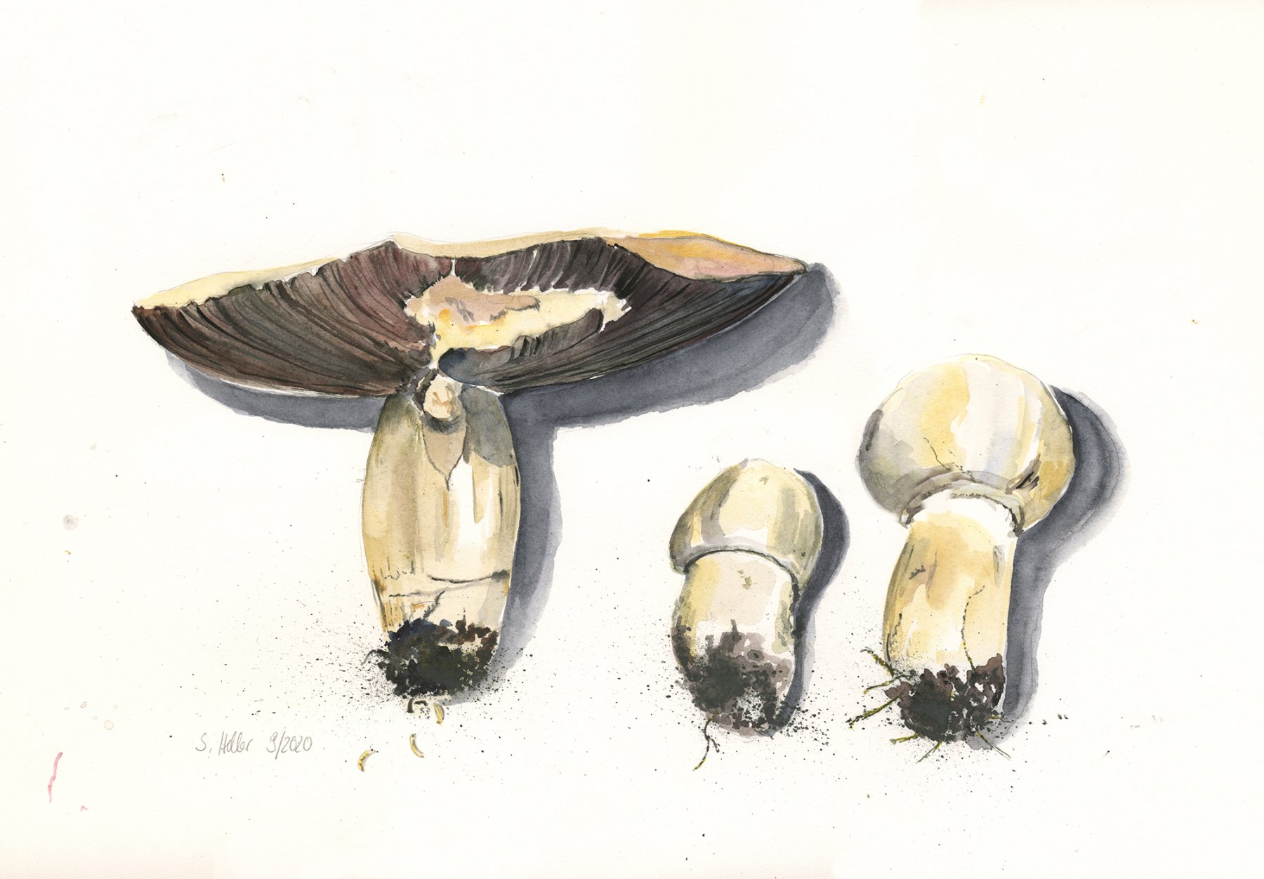 ©Champignons 2020, Arches Aquarellpapier, 30x40 cm