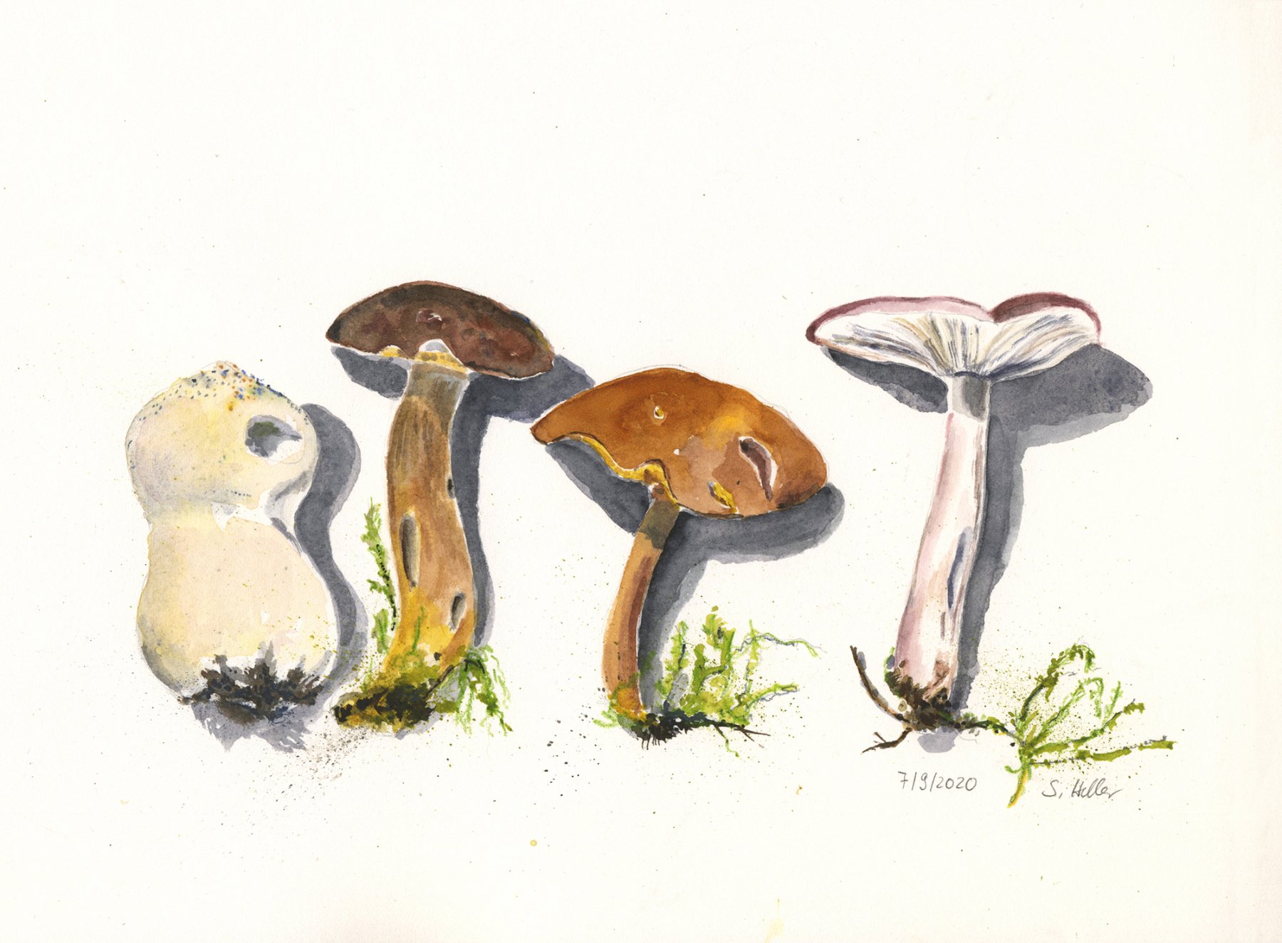 ©Bofist, Marone, Pfefferröhrling, Täubling , Arches Aquarellpapier, 21x30 cm