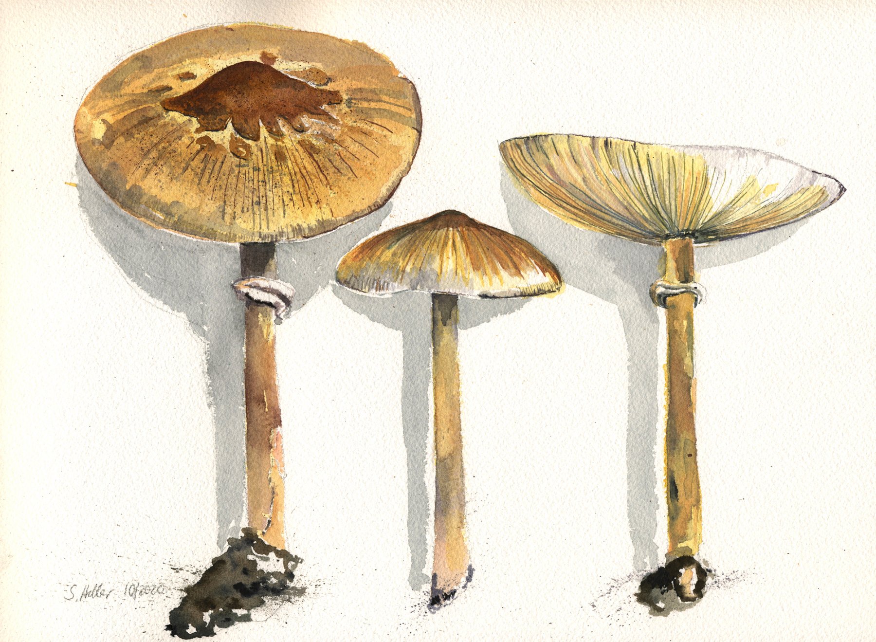 ©Parasol, Arches Aquarellpapier, 30x20 cm