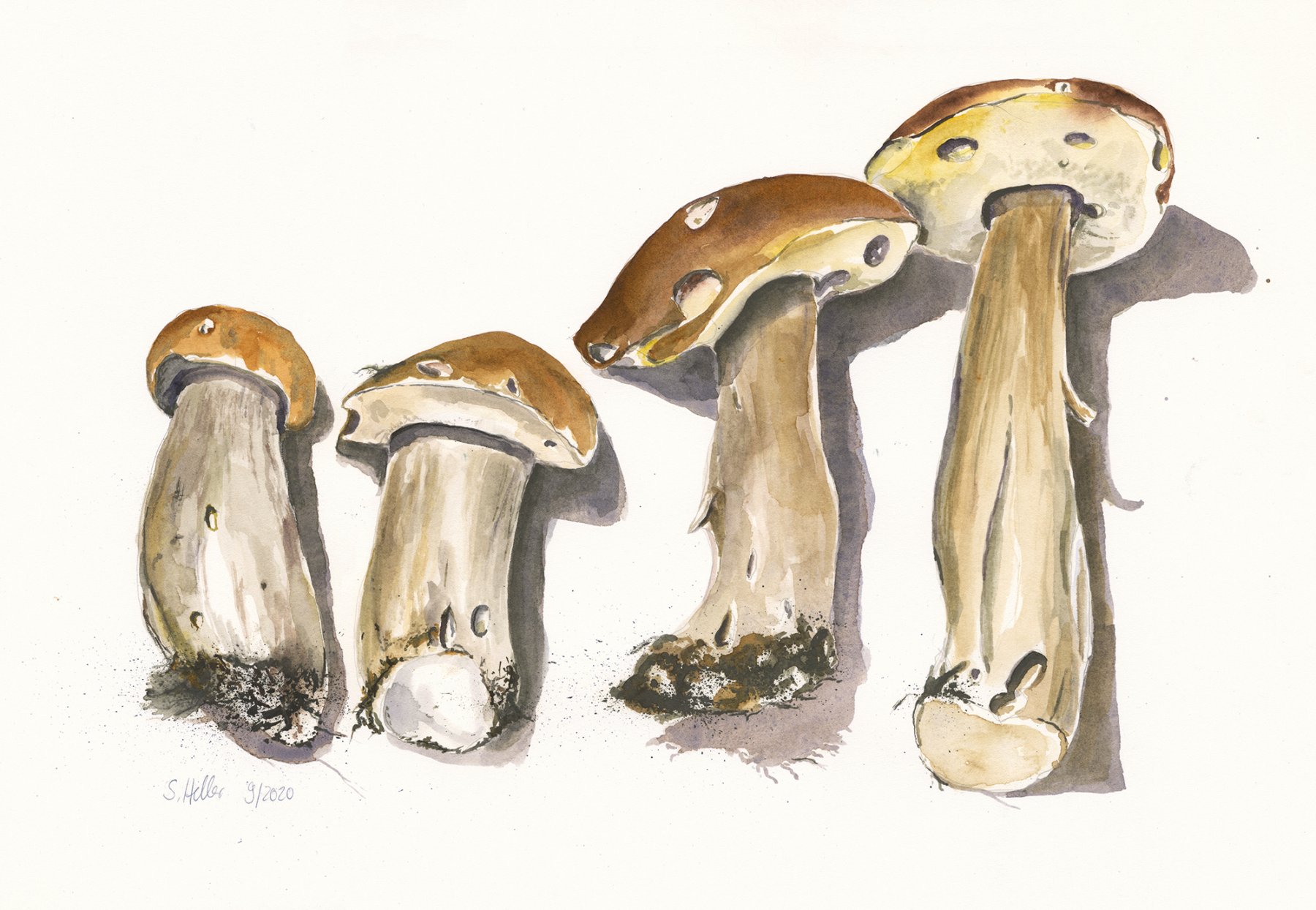 ©Steinpilze 2020, Arches Aquarellpapier, 30x40 cm