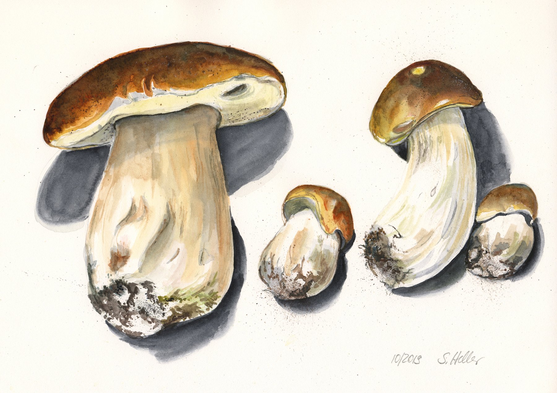 ©Steinpilze 2019, Arches Aquarellpapier, 21x30 cm