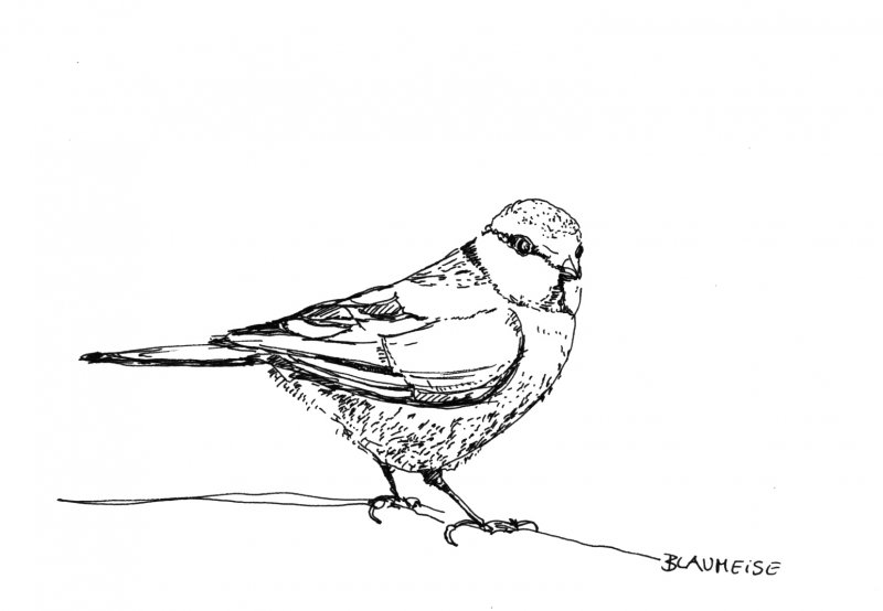 Tierzeichnungen linear und präzise Tierzeichnungen linear und präzise