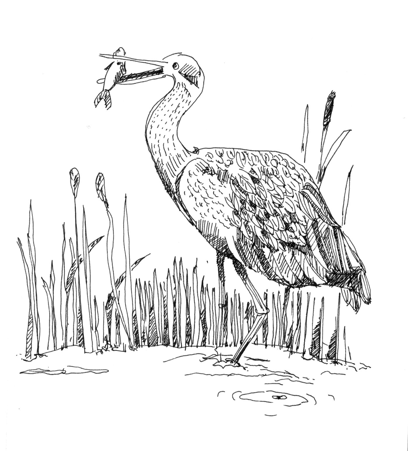 Fischreiher am Ufer, Strichzeichnung