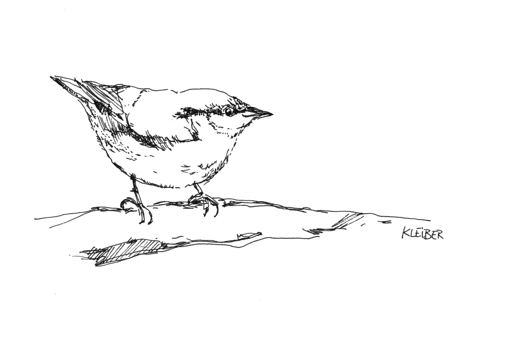 Kleiber, Strichzeichnung