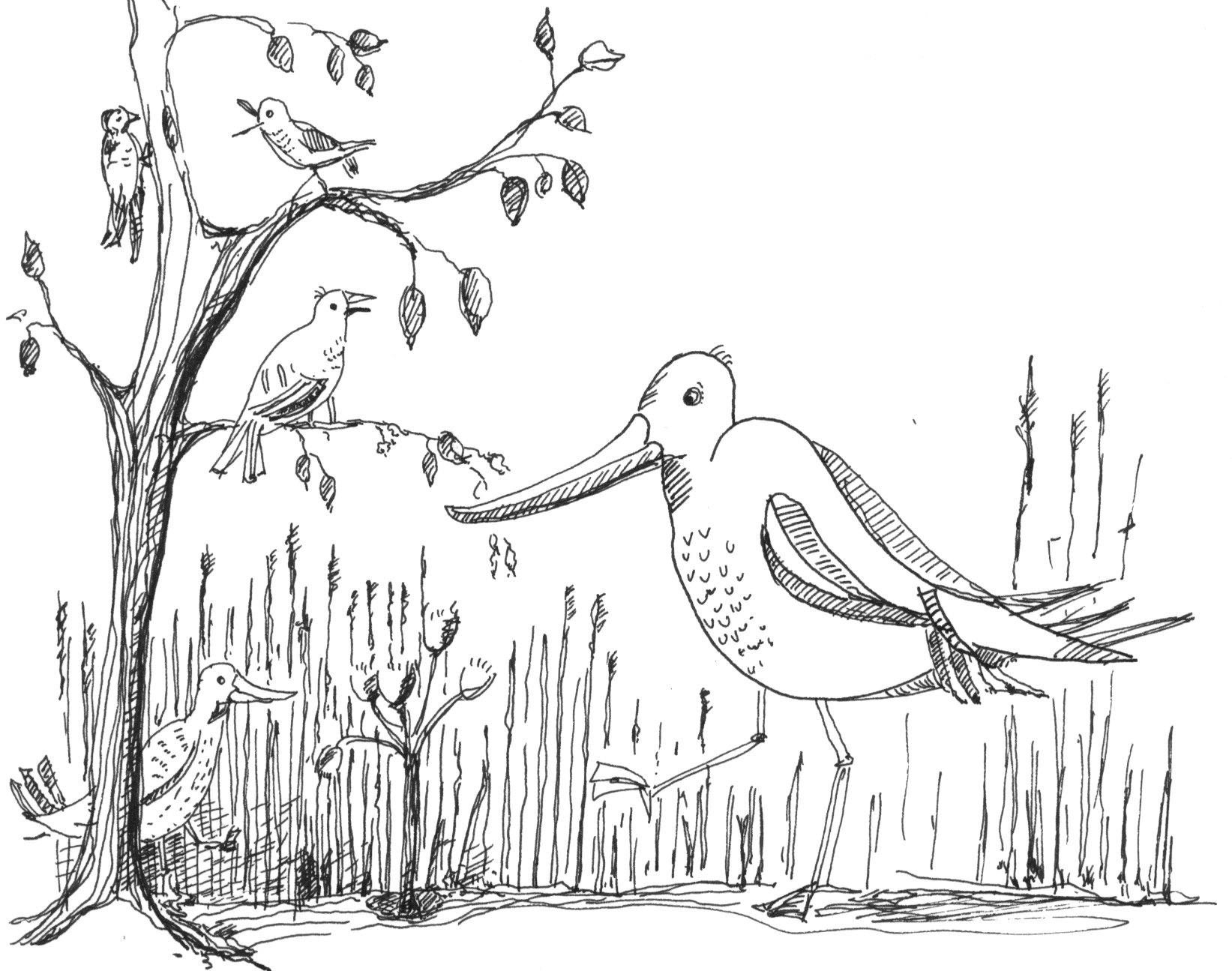 Watschelvogel und andere, Strichzeichnung