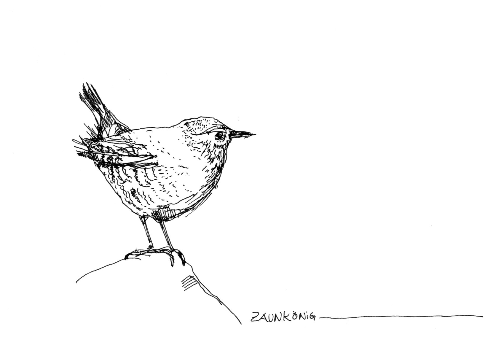 Zaunkönig, Strichzeichnung