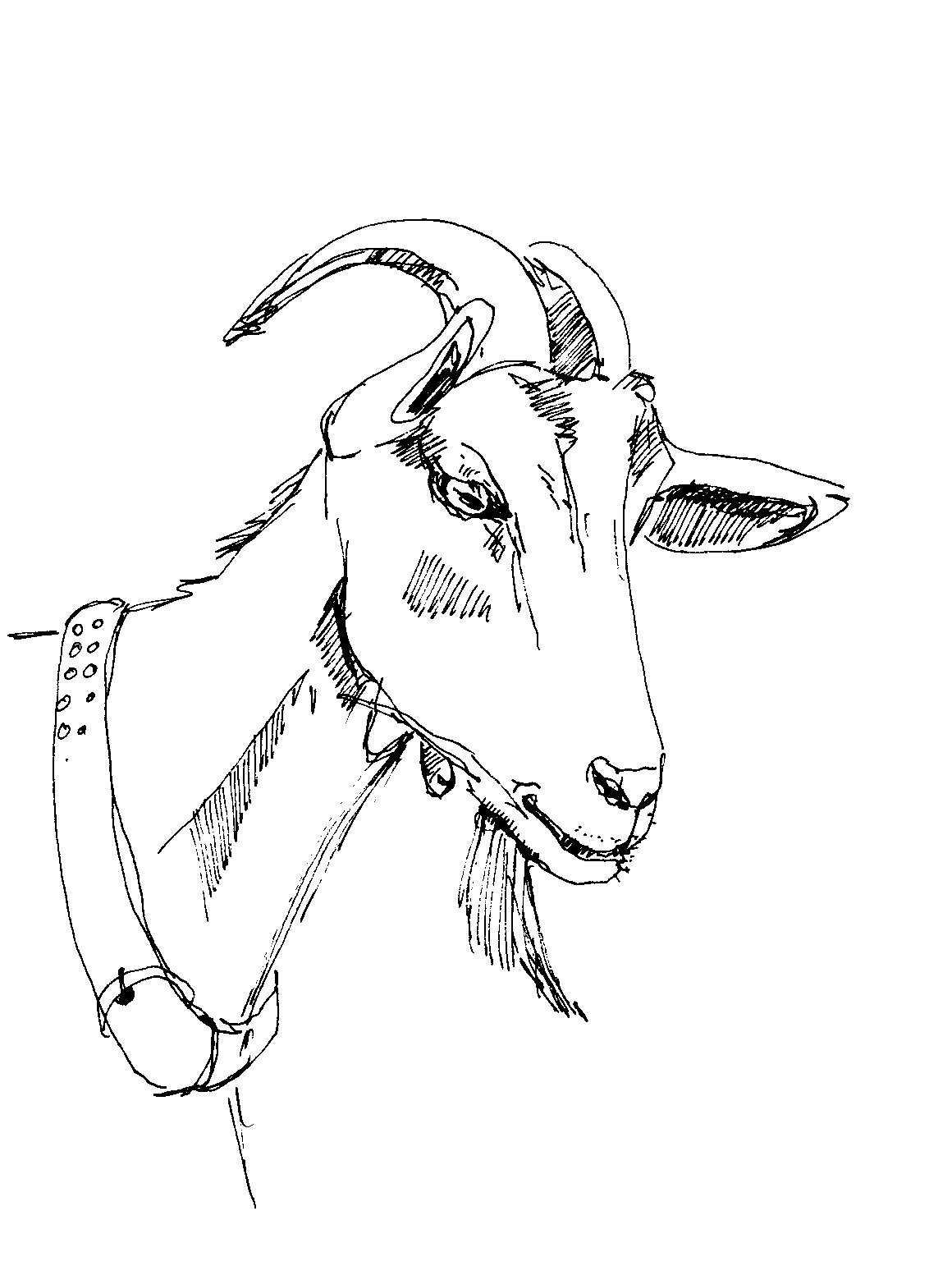 Ziege mit Halsband als Strichzeichnung