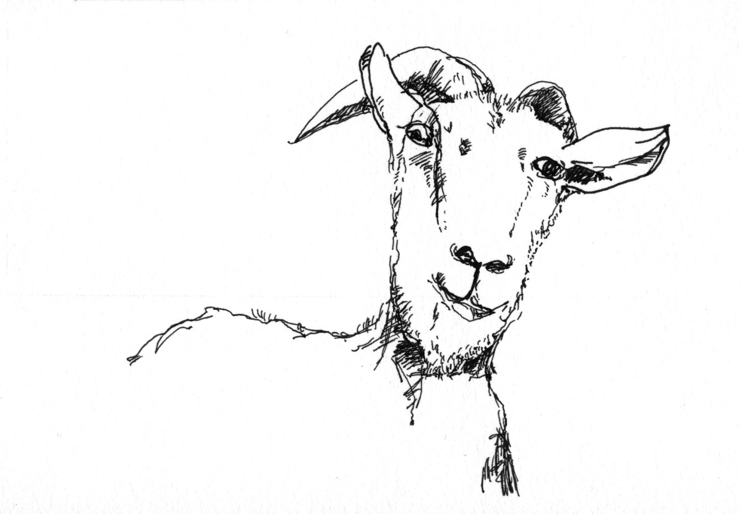 Ziege, schmunzelnd....